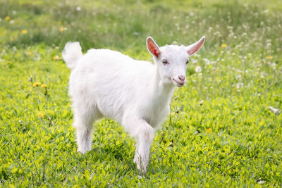 Portrait of sheep standing in field