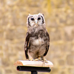 Close-up of owl perching outdoors