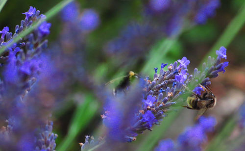 Close-up of purple flowering plant