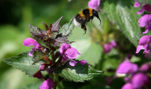 Close-up of bee on pink flowers