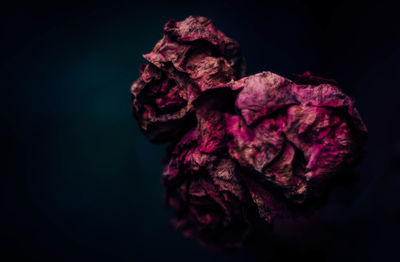 Close-up of rose against black background