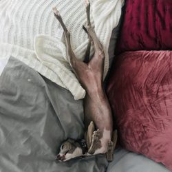 Midsection of person with dog resting on bed