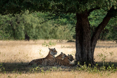 View of a cat resting on tree