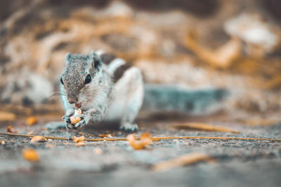 Close-up squirrel eating nut on road