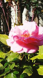 Close-up of pink flower in water