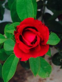 Close-up of red rose