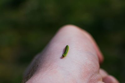 Close-up of insect on hand