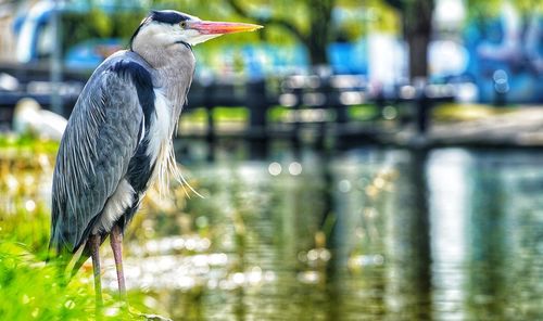 View of gray heron perching