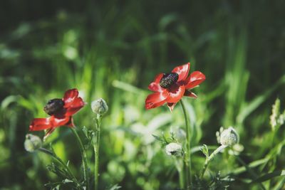 Close-up of red flower