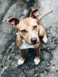 High angle portrait of dog looking at camera