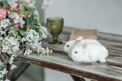 A group of cute easter bunny rabbits on the table in the living room. beautiful cute pets