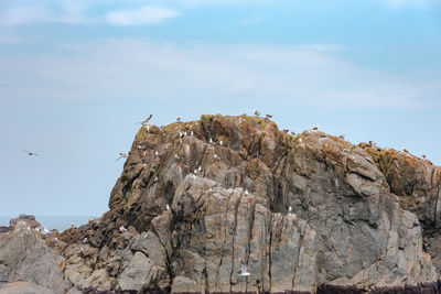 Lots of seagulls stand on rocks isolated in the ocean, relaxing and flying around the rocks.