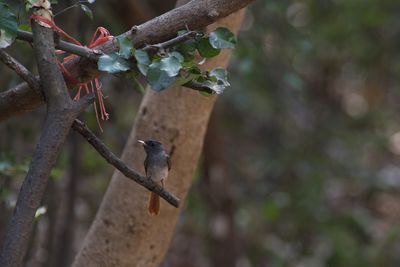 Close-up of bird perching on branch