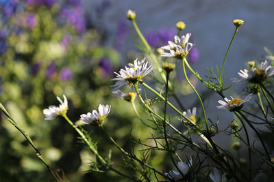 Close-up of white flowering plant on field