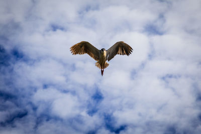 Low angle view of bird flying against cloudy sky