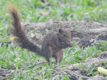 Close-up portrait of squirrel on field