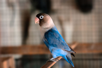 Lovebird is a small parrot that belongs to the genus agapornis.