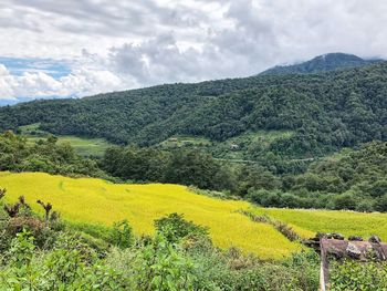 Scenic view of field against sky