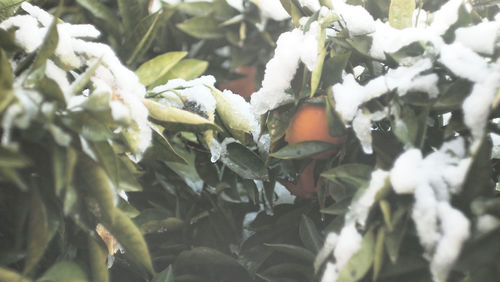 Close-up of snow on plants