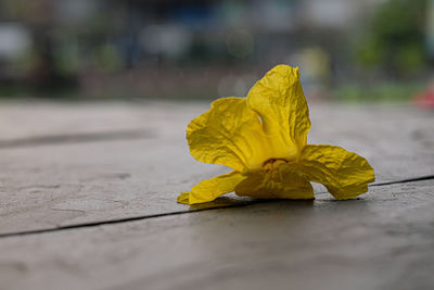 Close-up of yellow leaf on wooden table