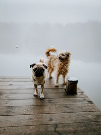 Dogs on wood against sky