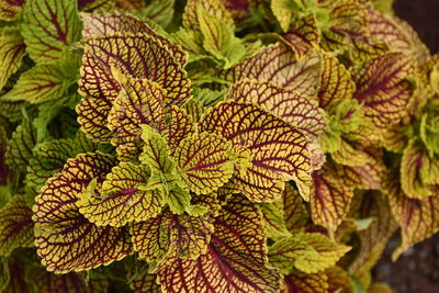 High angle view of fresh green leaves on plant