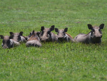 Family portrait of group of wild warthogs phacochoerus africanus  bale mountains, ethiopia.