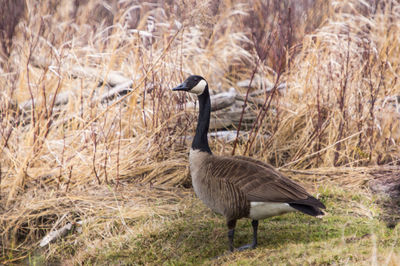 Canada goose standing in a marshy field