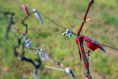 Binding the vines . cabernet sauvignon vines is bonded to the wire
