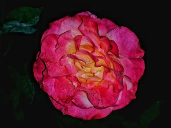 Close-up of pink rose