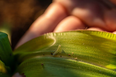 Close-up of insect on leaf