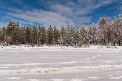 Trees on snow covered land against sky