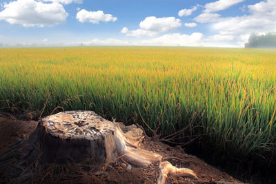 Scenic view of field against sky