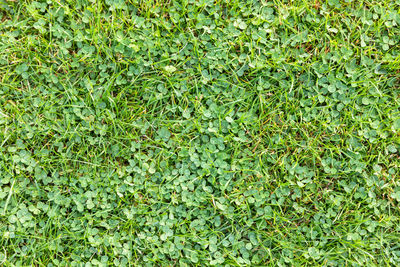 Full frame shot of plants growing on field