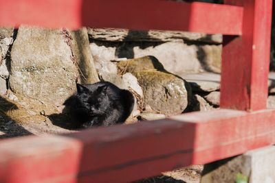 Close-up of a cat sleeping