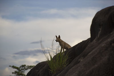 Close-up of giraffe sitting on mountain against sky