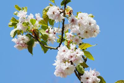 Low angle view of apple blossoms in spring against sky