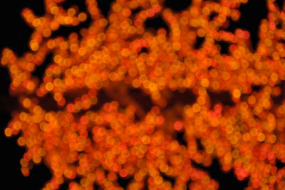 Full frame shot of orange flowers