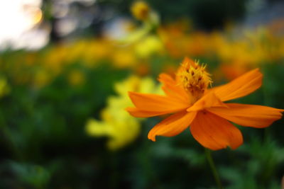 Close-up of yellow flower