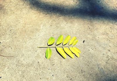 High angle view of yellow leaf on sand