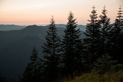 Scenic view of pine trees against sky during sunset