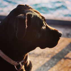 Close-up of dog looking away