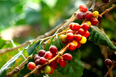 Close-up of berries growing on tree