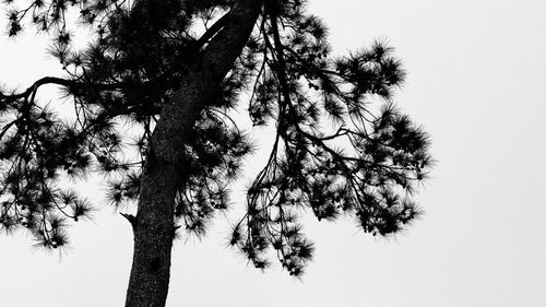 Low angle view of tree against clear sky