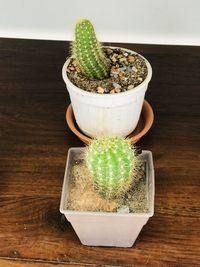 High angle view of succulent plant on table