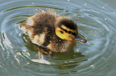 Close-up of duck swimming in lake