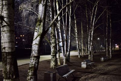 Bare trees in winter at night