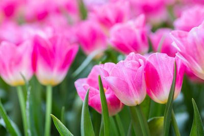 Close-up of pink flowering plant