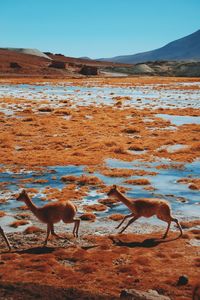 High angle view of deer walking