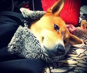 Dog resting on couch